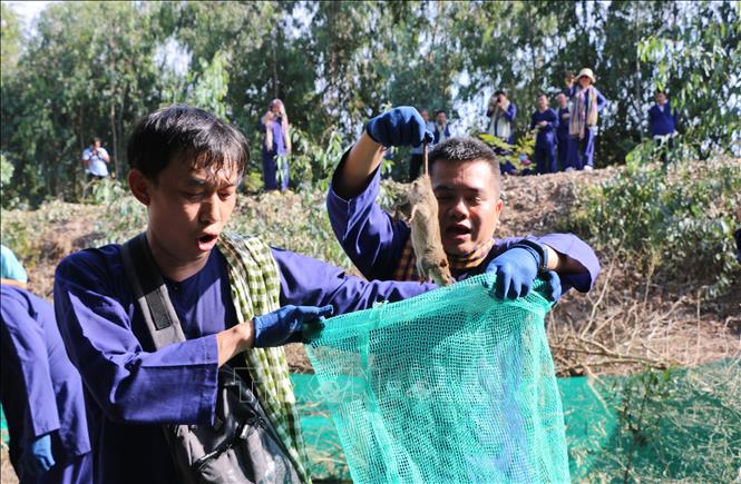 Trong ảnh: Các du khách trải nghiệm dỡ chà bắt chuột và săn chuột đồng tại Vườn Quốc gia Tràm Chim (huyện Tam Nông, Đồng Tháp). Ảnh: Chương Đài - TTXVN