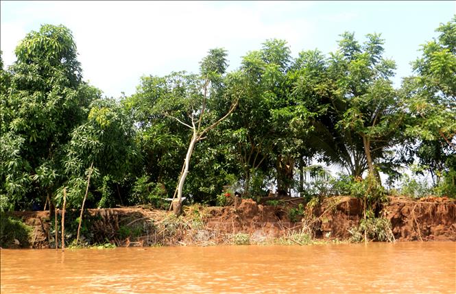 Dọc theo đê bao Cồn Thanh Long, xã Quới Thiện, huyện Vũng Liêm, tỉnh Vĩnh Long còn nhiều vị trí xung yếu, có nguy cơ bị sạt lở mỗi khi triều cường lên cao hoặc mưa lớn. Ảnh: Lê Thúy Hằng - TTXVN