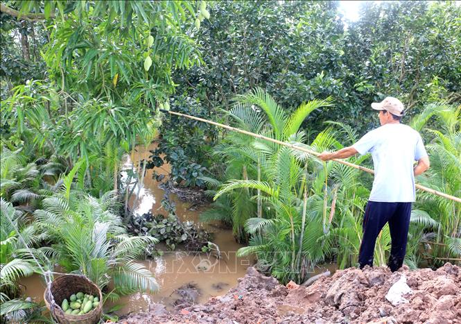 Ông Nguyễn Chí Lập, xã Quới Thiện, huyện Vũng Liêm, tỉnh Vĩnh Long tranh thủ thu hoạch xoài để giảm thiệt hại. Ảnh: Lê Thúy Hằng - TTXVN