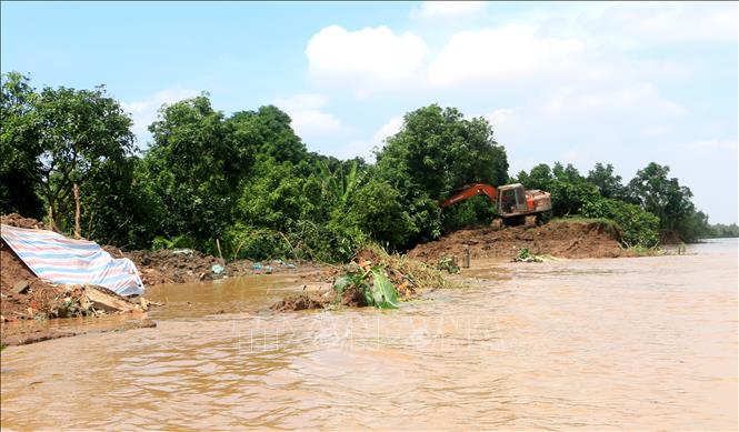 Cồn Thanh Long, xã Quới Thiện bị sạt lở nghiêm trọng khiến nhiều diện tích vườn cây, nhà dân bị ngập nặng. Ảnh: Lê Thúy Hằng - TTXVN