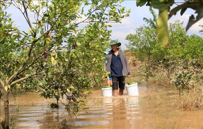 Người dân tranh thủ thu hoạch những quả chanh chưa ngập nước để giảm thiệt hại. Ảnh: Lê Thúy Hằng - TTXVN