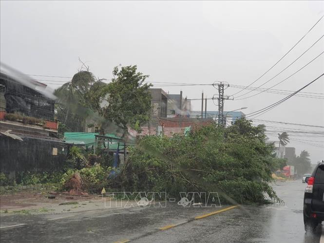 Trong ảnh: Cây xanh bị bật gốc, ngã đổ tại Thị xã Hoài Nhơn. Ảnh: Tường Quân - TTXVN