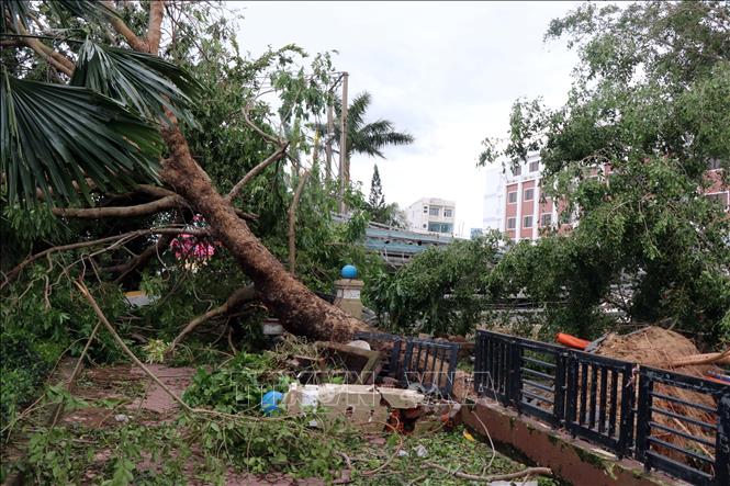 Trong ảnh: Nhiều cây cổ thụ dọc các tuyến phố tại Quảng Ngãi bị gãy đổ. Ảnh: Sỹ Thắng - TTXVN
