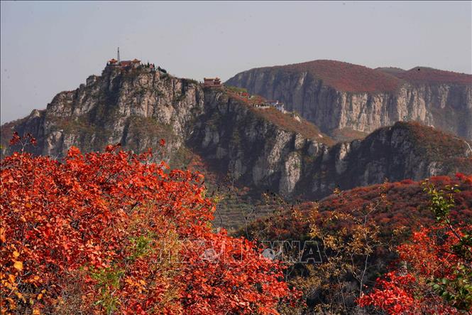 Mùa thu sang, sắc lá vàng và đỏ bao phủ ở nhiều nơi trên thế giới, mang đến vẻ đẹp lãng mạn. Trong ảnh: Lá thu đỏ rực trên núi Hongfeng ở thành phố Sa Hà, tỉnh Hà Bắc, Trung Quốc, ngày 22/10/2020. Ảnh: THX/ TTXVN