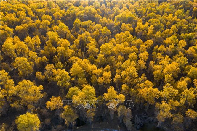 Mùa thu sang, sắc lá vàng và đỏ bao phủ ở nhiều nơi trên thế giới, mang đến vẻ đẹp lãng mạn. Trong ảnh: Mùa thu nhuộm vàng lá cây tại khu tự trị Tân Cương, tây bắc Trung Quốc, ngày 22/10/2020. Ảnh: THX/ TTXVN