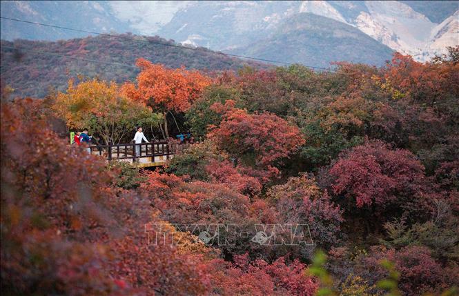 Mùa thu sang, sắc lá vàng và đỏ bao phủ ở nhiều nơi trên thế giới, mang đến vẻ đẹp lãng mạn. Trong ảnh: Du khách chiêm ngưỡng cảnh đẹp mùa thu tại Bắc Kinh, Trung Quốc, ngày 18/10/2020. Ảnh: THX/ TTXVN