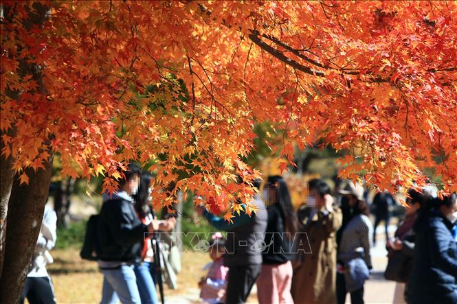 Mùa thu sang, sắc lá vàng và đỏ bao phủ ở nhiều nơi trên thế giới, mang đến vẻ đẹp lãng mạn. Trong ảnh: Du khách thăm Núi Seorak, tỉnh Gangwon, Hàn Quốc, ngày 25/10/2020. Ảnh:  YONHAP/TTXVN