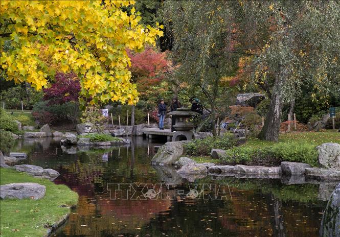 Mùa thu sang, sắc lá vàng và đỏ bao phủ ở nhiều nơi trên thế giới, mang đến vẻ đẹp lãng mạn. Trong ảnh: Cảnh thu trong công viên tại London, Anh, ngày 22/10/2020. Ảnh: THX/ TTXVN