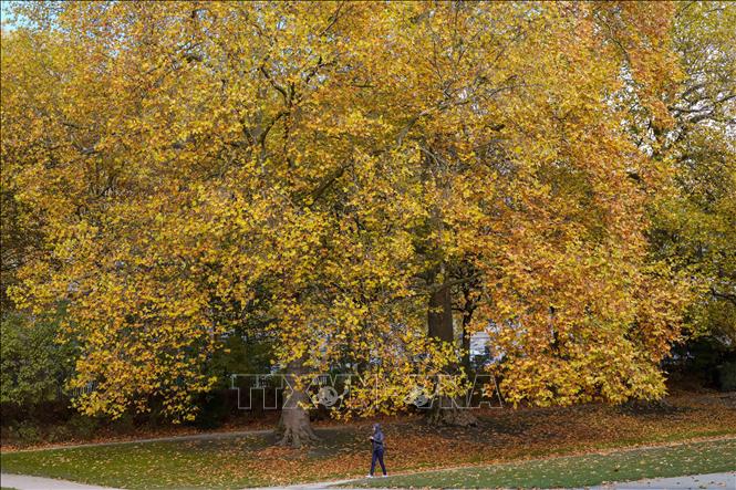 Mùa thu sang, sắc lá vàng và đỏ bao phủ ở nhiều nơi trên thế giới, mang đến vẻ đẹp lãng mạn. Trong ảnh: Sắc thu vàng trong công viên ở Brussels, Bỉ, ngày 26/10/2020. Ảnh: THX/TTXVN