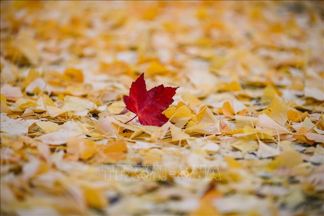 Mùa thu sang, sắc lá vàng và đỏ bao phủ ở nhiều nơi trên thế giới, mang đến vẻ đẹp lãng mạn. Trong ảnh: Thảm lá rụng vào mùa thu trong công viên ở Brussels, Bỉ, ngày 24/10/2020. Ảnh: THX/ TTXVN