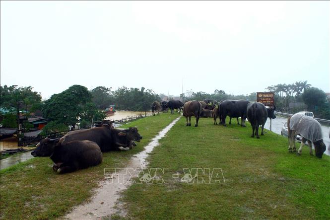 Trong ảnh: Trâu bò được người dân xã Xuân Lam, huyện Hưng Nguyên (Nghệ An) đưa lên để tránh nước lũ cuốn trôi. Ảnh: Tá Chuyên - TTXVN
