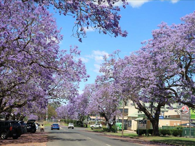 Trong ảnh: Một con phố ngập tràn hoa phượng tìm ở Grafton, Australia. Ảnh: Nguyễn Minh - PV TTXVN tại Australia