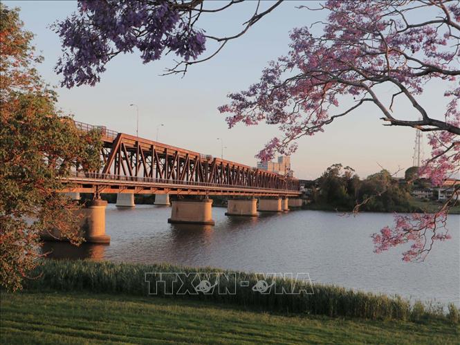 Trong ảnh: Hoa phượng tím tại đầu cầu cổ Grafton bắc qua sông Clerance, Australia. Ảnh: Nguyễn Minh - PV TTXVN tại Australia