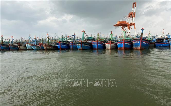 Trong ảnh: Tàu thuyền đang neo đậu tránh trú bão số 10 tại cảng cá Quy Nhơn (Bình Định). Ảnh: Nguyên Linh - TTXVN
