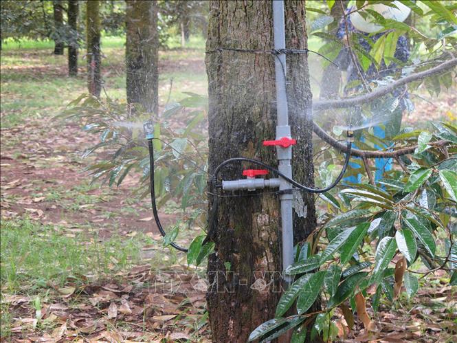 Trong ảnh: Hệ thống tưới gốc tự động tại vùng trồng sầu riêng của Hợp tác xã Xuân Định. Ảnh: Minh Hưng - TTXVN                                                               