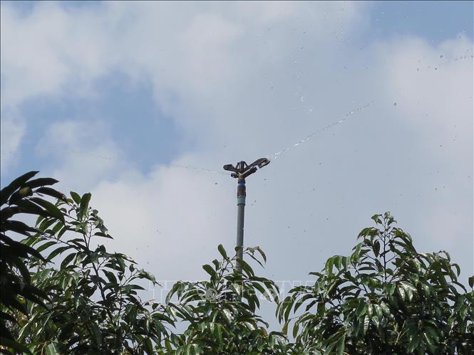 Trong ảnh: Hệ thống tưới phun mưa trên ngọn cây tại vùng trồng sầu riêng của Hợp tác xã Xuân Định. Ảnh: Minh Hưng - TTXVN