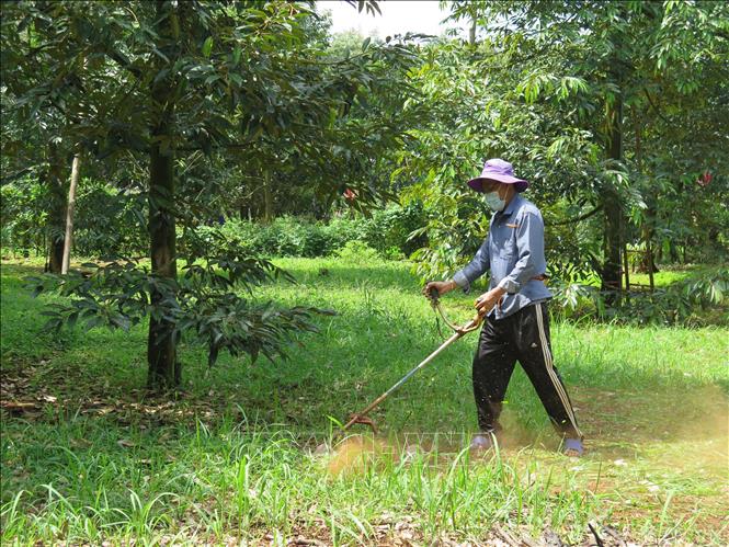 Trong ảnh: Xã viên Hợp tác xã Xuân Định cắt cỏ cho vườn sầu riêng thay vì dùng thuốc diệt cỏ như trước đây. Ảnh: Minh Hưng - TTXVN                             