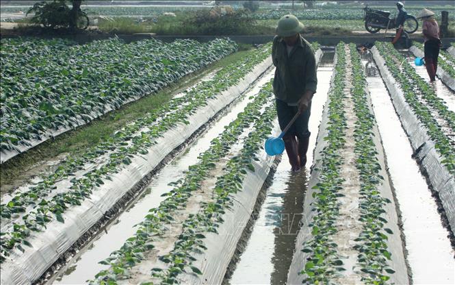 Chủ tịch nước khảo sát mô hình hợp tác xã hội quán tại Đồng Tháp  Báo Dân  tộc và Phát triển