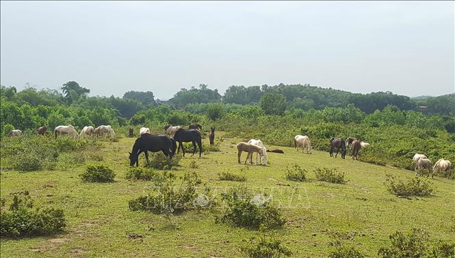 Trong ảnh: Trung tâm nghiên cứu và Phát triển chăn nuôi chăm sóc gần 100 con ngựa để phục vụ lai tạo giống. Ảnh: Trần Trang-TTXVN