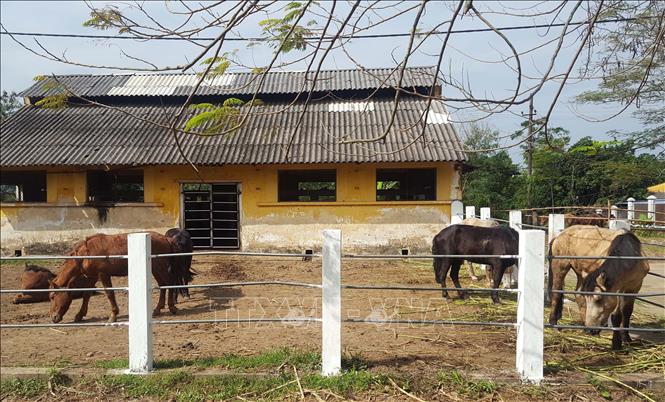 Trong ảnh: Ngựa lai tạo thành công sẽ được nhân rộng, nhằm nâng cao chất lượng đàn ngựa trong nước. Ảnh: Trần Trang-TTXVN
