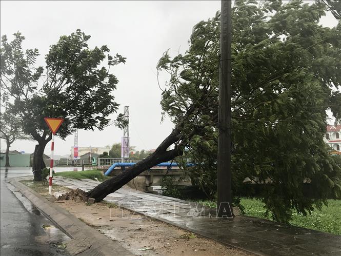 Trong ảnh: Nhiều cây xanh trên đường Lê Lợi, thành phố Tuy Hoà, bị gió mạnh quật ngã. Ảnh TTXVN phát