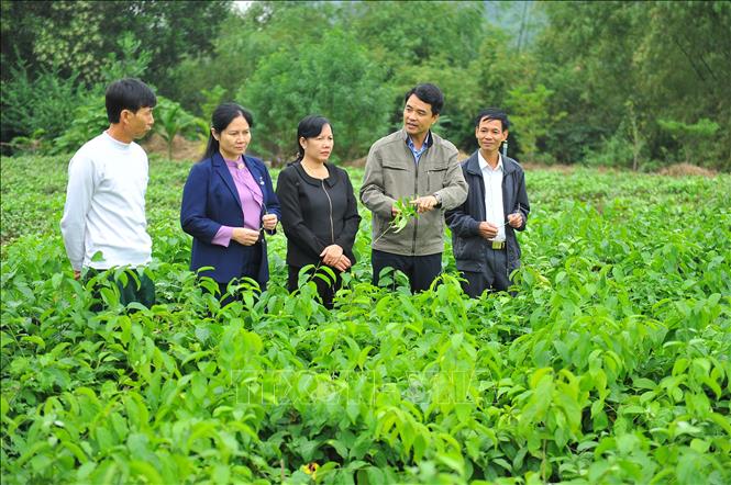 Trong ảnh: Chủ tịch Hội Nông dân tỉnh Ninh Bình Đinh Hồng Thái (thứ hai, từ phải qua) trao đổi và hướng dẫn cho anh Trường về hướng phát triển và đầu ra của cây rau sắng. Ảnh: Minh Đức - TTXVN
