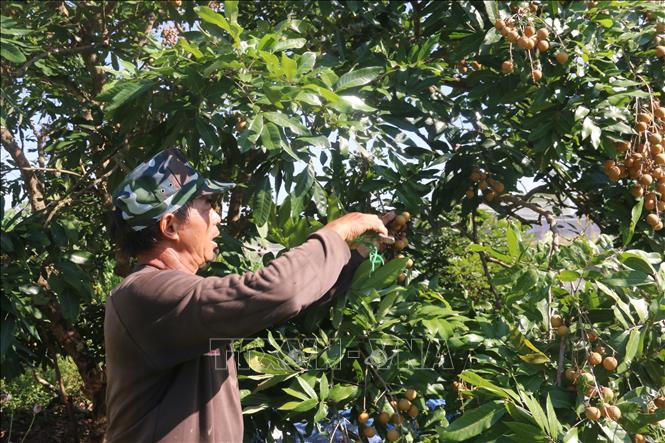 Trong ảnh: Nông dân thu hoạch nhãn tiêu da bò tại xã Xuyên Mộc, huyện Xuyên Mộc, tỉnh Bà Rịa-Vũng Tàu. Ảnh: Hoàng Nhị - TTXVN