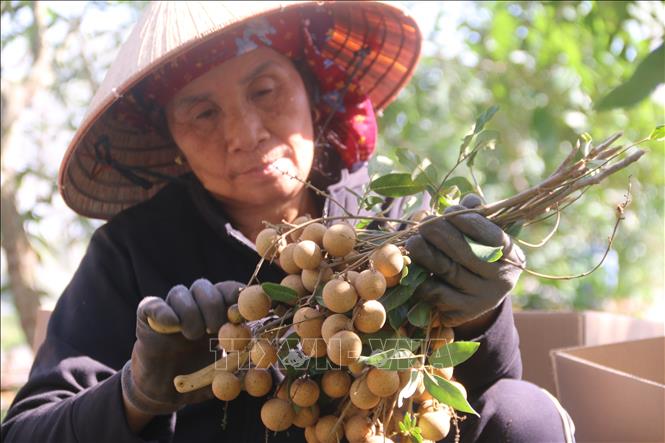 Trong ảnh: Người dân cắt tỉa cành lá nhãn trước khi đóng thùng. Ảnh: Hoàng Nhị - TTXVN