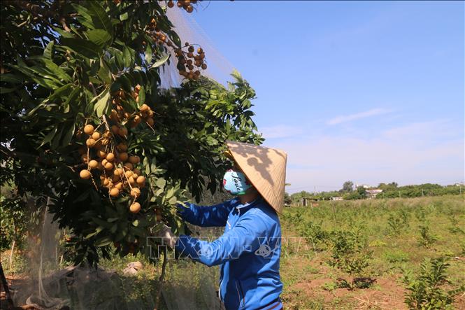 Trong ảnh: Nông dân thu hoạch nhãn tiêu da bò tại xã Xuyên Mộc (Xuyên Mộc, Bà Rịa-Vũng Tàu). Ảnh: Hoàng Nhị - TTXVN