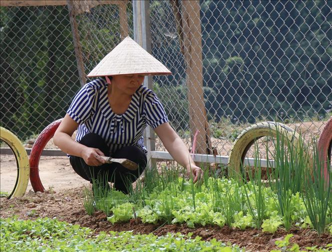 Cô giáo Lê Thị Loan chăm sóc vườn rau trong khuôn viên điểm trường để đảm bảo nguồn rau xanh, sạch phục vụ bữa ăn hằng ngày cho các cháu học sinh. Ảnh: Xuân Tiến - TTXVN