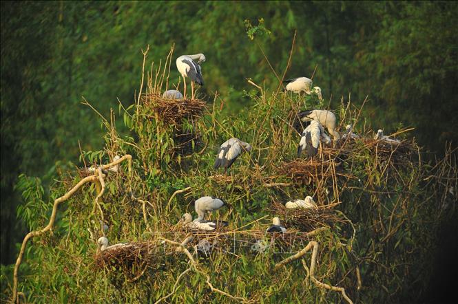 Photo: The best time to visit Thung Nham was in summer and spring, when the birds are busy building nests and breeding. VNA Photo: Minh Đức