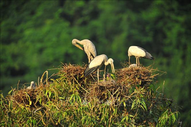 Photo: The best time to visit Thung Nham was in summer and spring, when the birds are busy building nests and breeding. VNA Photo: Minh Đức
