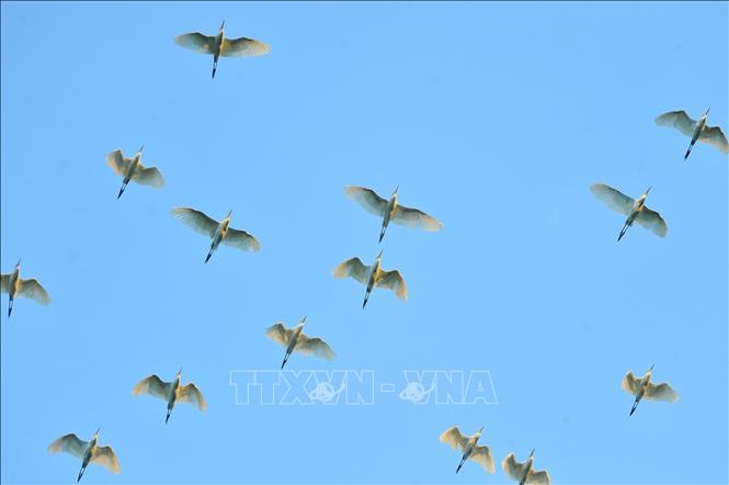 Photo: Take a boat to the mangrove forests of Thung Nham Bird Park to watch birds, you should go to the range late afternoon about 17h, it’s time for foraging birds. VNA Photo: Minh Đức