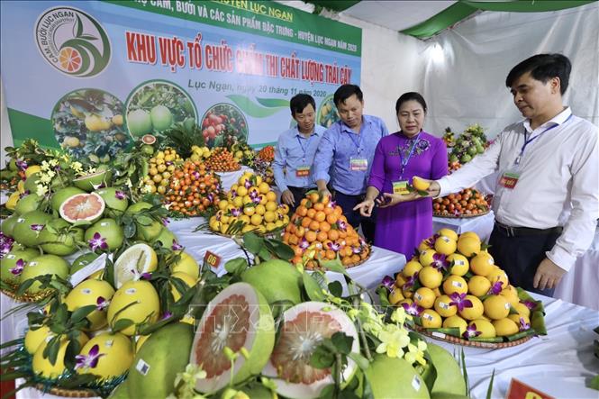 Trong ảnh: Các sản phẩm dự thi chất lượng trái cây của các xã, thị trấn tham dự Hội chợ. Ảnh: Minh Quyết - TTXVN