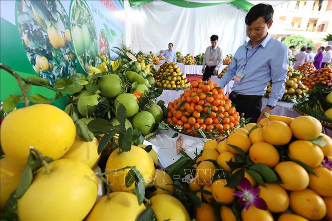 Trong ảnh: Các sản phẩm dự thi chất lượng trái cây của các xã, thị trấn tham dự Hội chợ. Ảnh: Minh Quyết - TTXVN