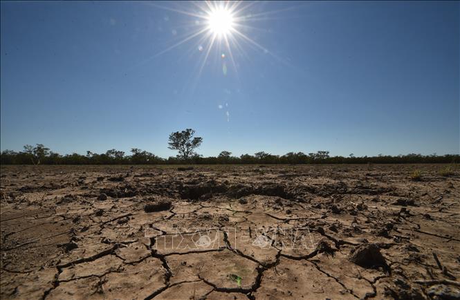 Trong ảnh: Cảnh khô hạn trên cánh đồng tại thị trấn Walgett, Australia. Ảnh: AFP/ TTXVN