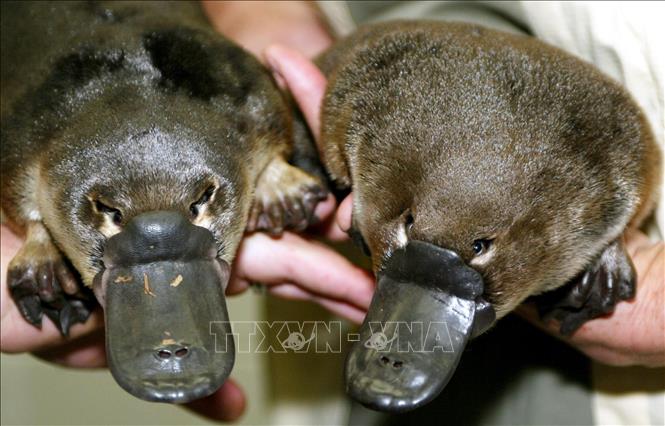 Trong ảnh: Thú mỏ vịt tại Sydney, Australia. Ảnh: AFP/ TTXVN