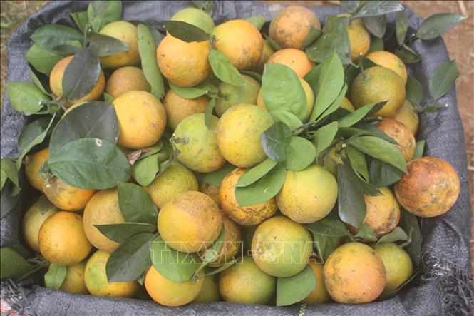 Trong ảnh: Cam năm nay được đánh giá đẹp hơn mọi năm, quả to, tròn đều, vỏ nhẵn, mọng nước, vị ngọt đậm. Ảnh: Khiếu Tư-TTXVN