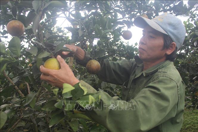 Trong ảnh: Anh Lê Minh Hải, xã Xuân Hòa (Như Xuân, Thanh Hóa) thu hoạch cam. Ảnh: Khiếu Tư - TTXVN