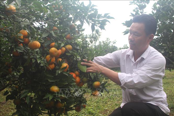 Trong ảnh: Anh Lê Minh Hải, xã Xuân Hòa (Như Xuân) là một trong những người tiên phong đầu tiên trồng cây cam ở đất Xuân Hòa. Ảnh: Khiếu Tư-TTXVN