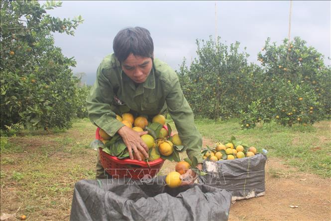 Trong ảnh: Hiệu quả kinh tế từ trồng cam cao gấp 2 - 3 lần so với trồng các loại cây khác trước kia như keo, sắn, dứa…Ảnh: Khiếu Tư-TTXVN