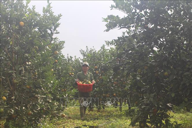 Trong ảnh: Cam chỉ cho thu hoạch 1 vụ duy nhất trong năm vào tháng 11, 12. Ảnh: Khiếu Tư-TTXVN