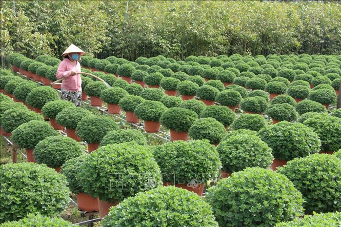 Trong những năm gần đây, sản xuất hoa và kiểng đang trở thành ngành kinh tế lớn ở Việt Nam. Với sự kết hợp giữa nghệ thuật và kỹ thuật, các sản phẩm này đang thu hút rất nhiều người yêu làm vườn. Hãy cùng chiêm ngưỡng hình ảnh những sản phẩm cực kỳ tinh tế và đẹp mắt từ nghề này.