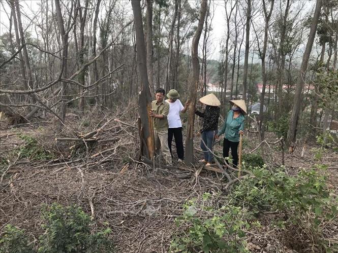 Trong ảnh: Cây trồng hơn 10 năm tuổi bị chết cháy. Ảnh: Tiến Vĩnh – TTXVN