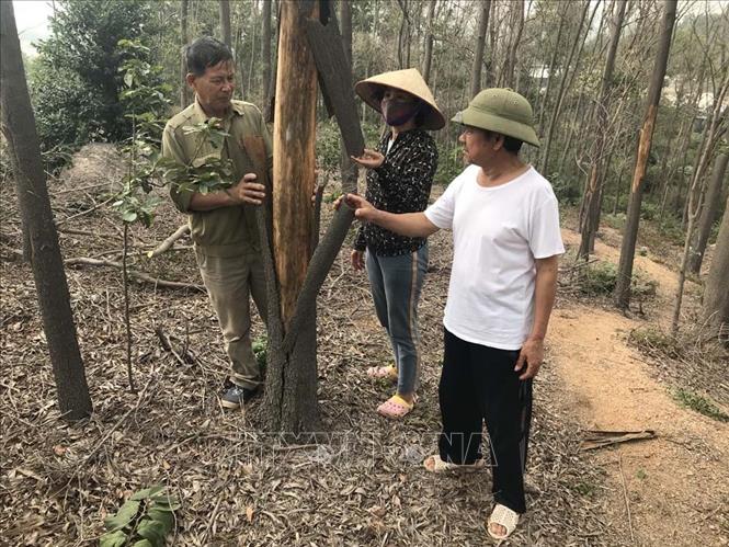 Trong ảnh: Người dân có thể dùng tay bóc lớp vỏ của cây bị chết cháy. Ảnh: Tiến Vĩnh – TTXVN