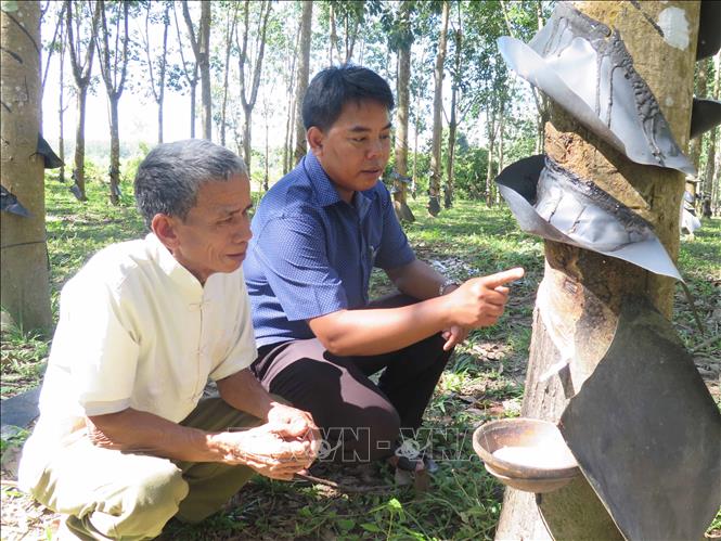 Trong ảnh: Chính quyền xã Mô Rai (Sa Thầy, Kon Tum) thăm vườn cao su của người dân Rơ Măm. Ảnh: Dư Toán – TTXVN