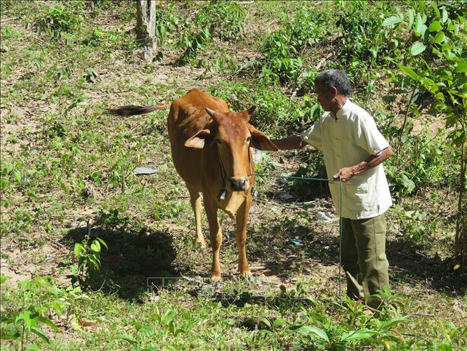 Trong ảnh: Già A Dói, người có uy tín trong cộng đồng người Rơ Măm chăm sóc bò được hỗ trợ từ Quyết định 2086/QĐ-TTg. Ảnh: Dư Toán – TTXVN