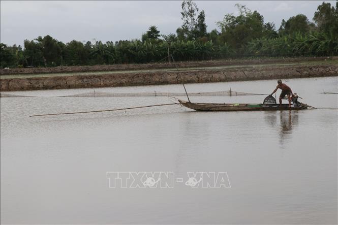 Trong ảnh: Đẩy côn bắt cá đồng của ngư dân xã Gáo Giồng, huyện Cao Lãnh. Ảnh: Nguyễn Văn Trí - TTXVN