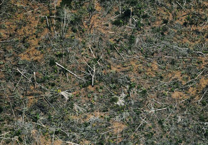 Trong ảnh: Một khoảng rừng Amazon ở bang Rondonia, miền Bắc Brazil bị tàn phá, ngày 23/8/2019. Ảnh: AFP/TTXVN