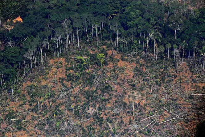 Trong ảnh: Một khoảng rừng Amazon ở bang Rondonia, miền Bắc Brazil bị tàn phá, ngày 23/8/2019. Ảnh: AFP/TTXVN